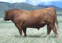 Fischer Red Angus Bull Sale