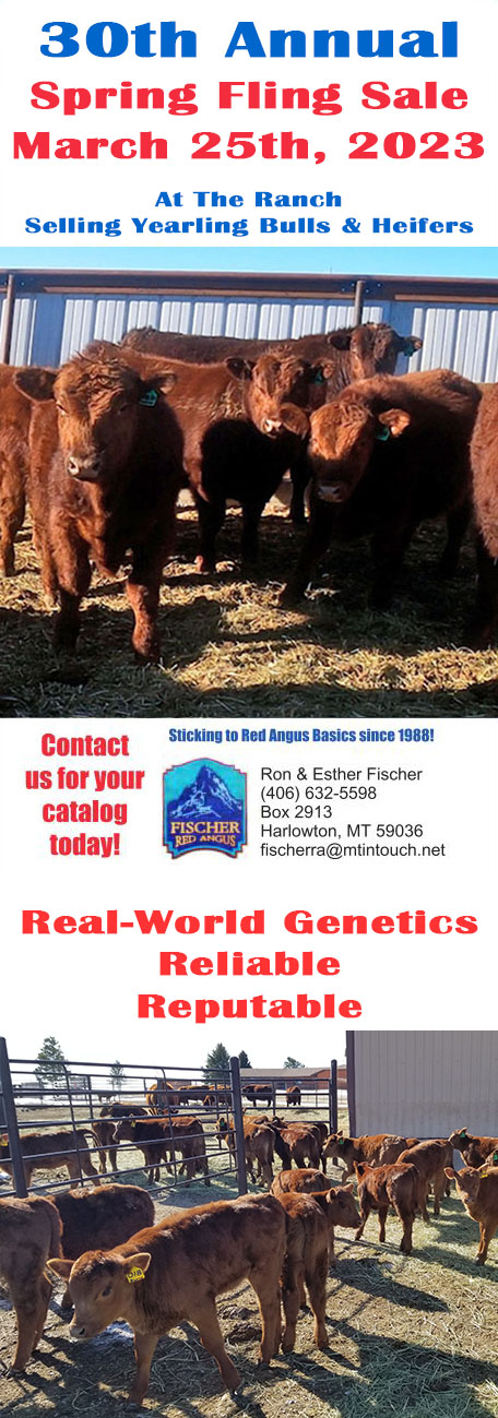 Fischer Red Angus Spring Fling Bull Sale