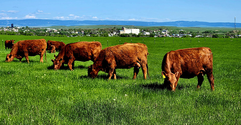 Fischer Red Angus Summer Pasture Harlowton Mt