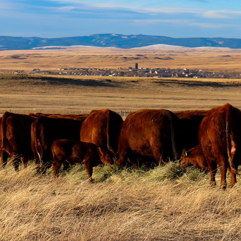 Montana Red Angus Cattle Feeding Hay Pasture Tablet