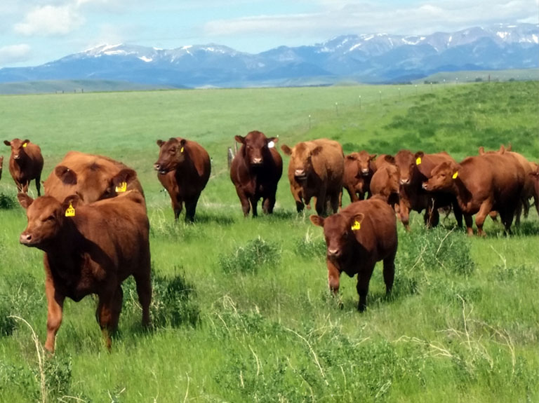 Red Angus Cattle Montana Summer Pasture