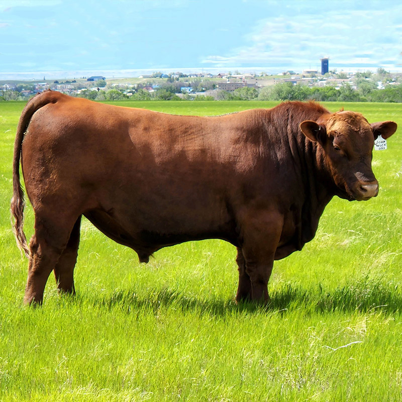 Fischer Red Angus Cattle Breeders Yearling Bulls For Sale