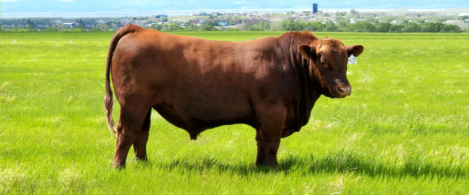 Fischer Red Angus Cattle Breeders Yearling Bulls For Sale