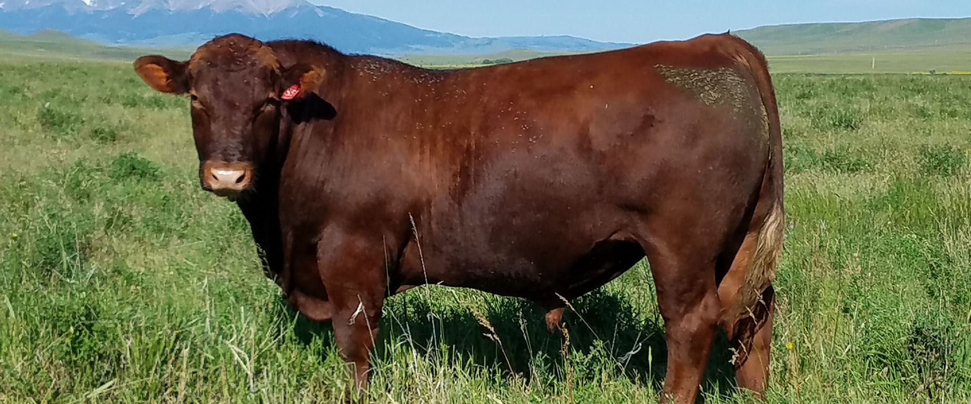Fischer Red Angus Cattle Breeders Yearling Bulls For Sale