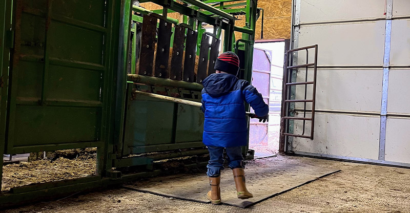 Reese Fischer Working Bulls 2023