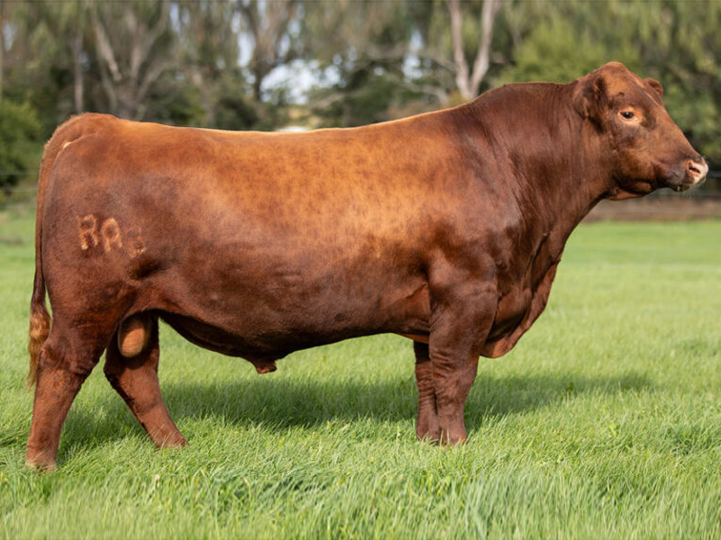 BIEBER JUMPSTART J137