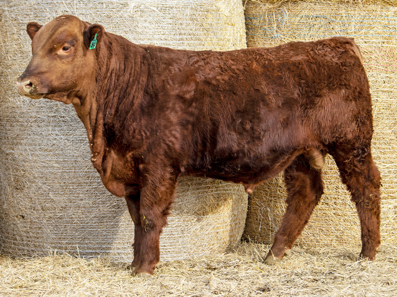 FISCHER 5TH SENSE 303