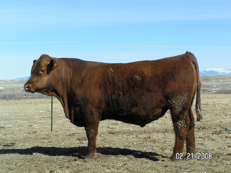 FISCHER AMIGO II-7506