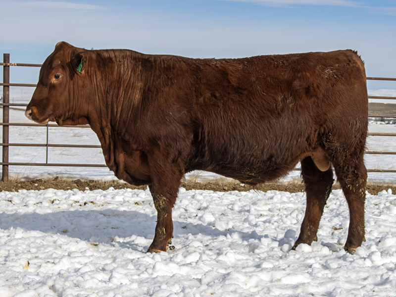 Fischer Crackerjack 579