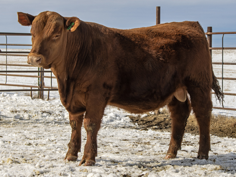 FISCHER FREEFORM 555