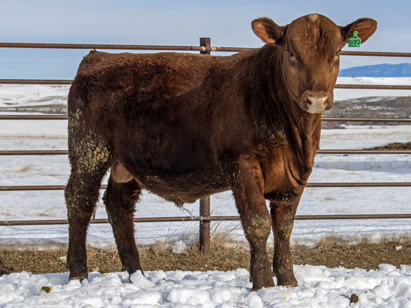 FISCHER FREELANCE 5193