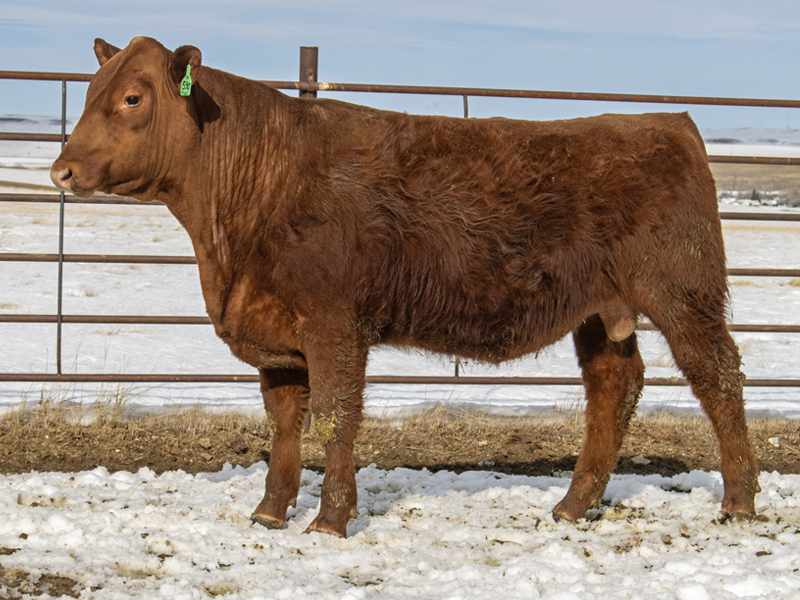 FISCHER FREESTYLE 590