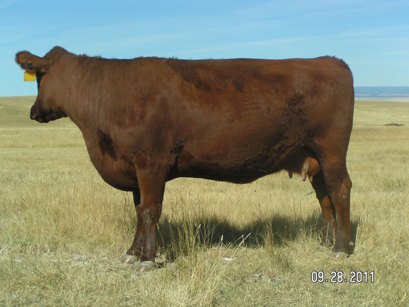 FISCHER GOLD LICORICE 755