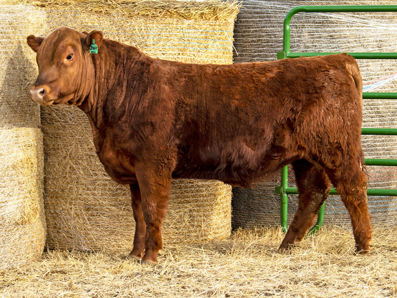 FISCHER MAXIMUM 3464