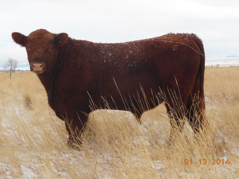 FISCHER NO DOUBT 221