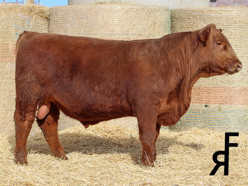 FISCHER REALDEAL 0278