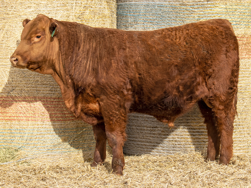 FISCHER SENSE-A-BULL 336