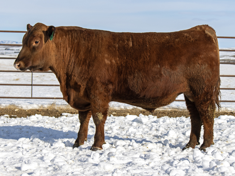 Fischer Stockyard 510