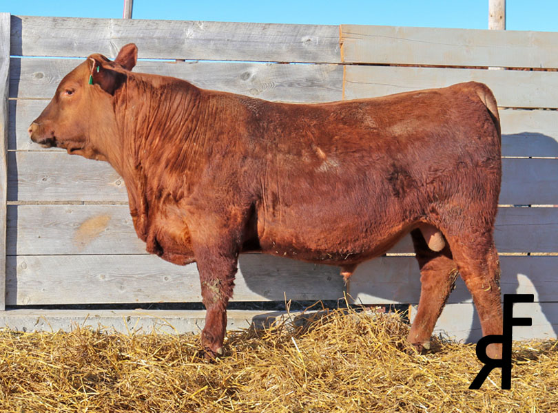 FISCHER TOPSHELF 9378