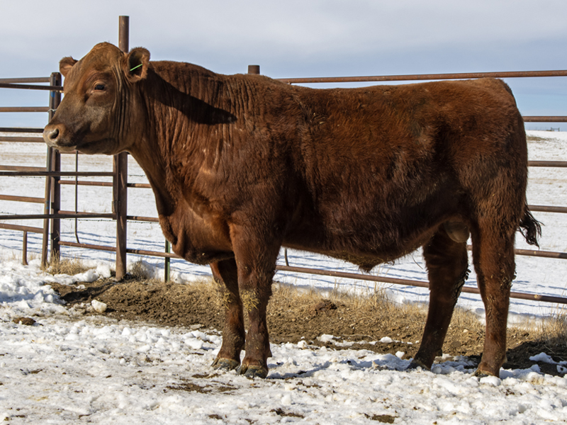 FISCHER WRANGLER 583