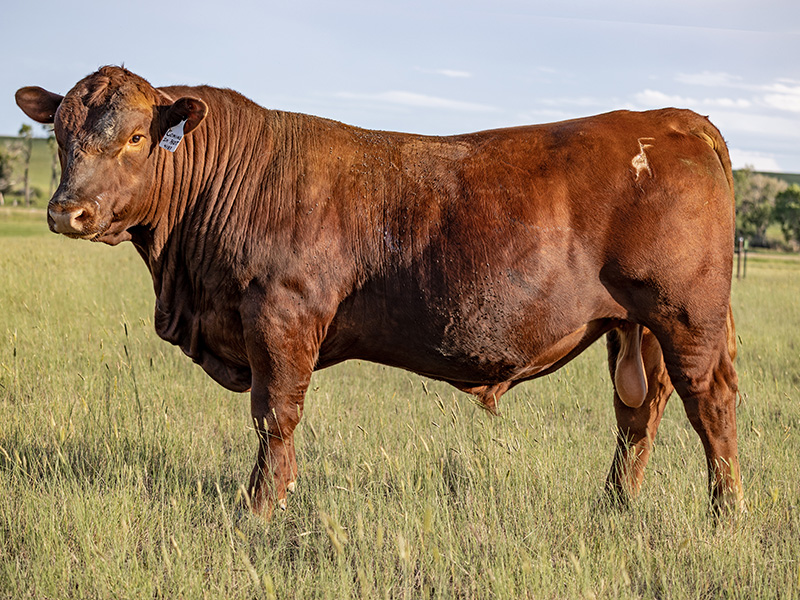 FRITZ COMING IN HOT 4183