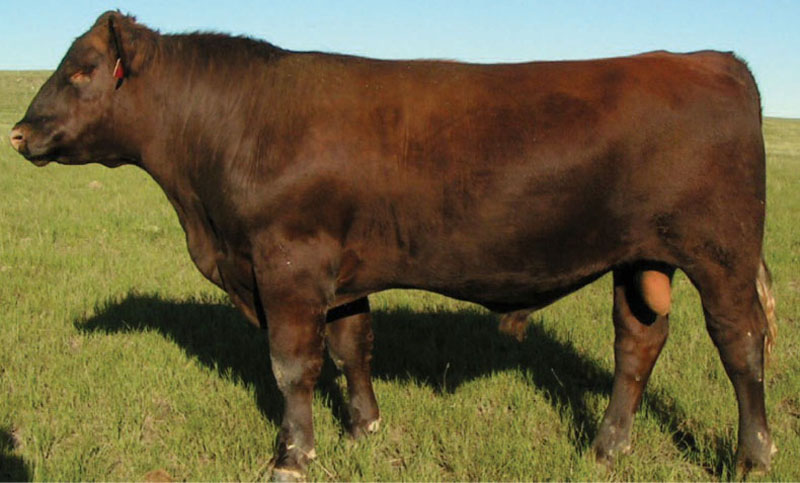 FRITZ RATTLE TIME 9007