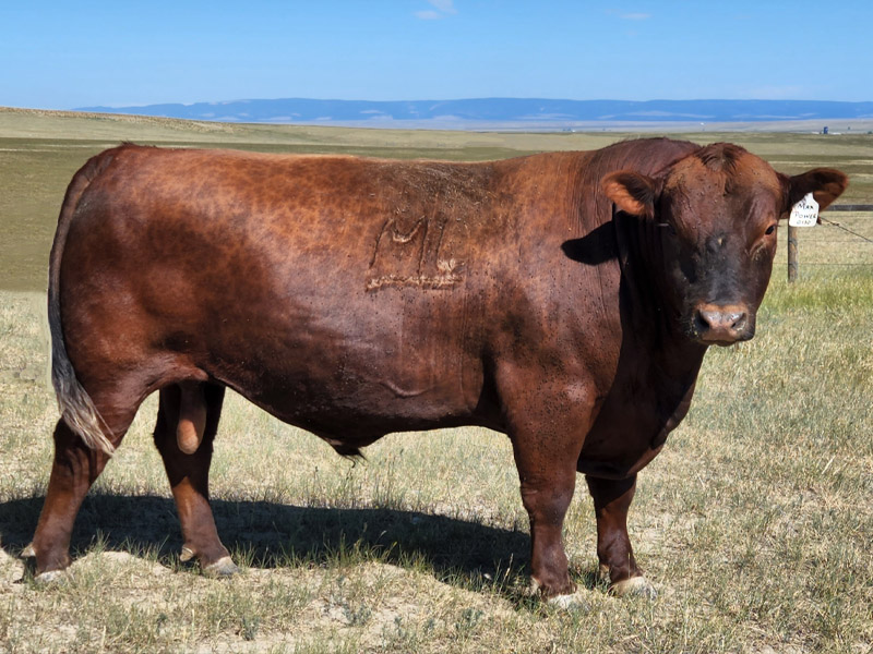 LUCHT MAXIMUM POWER 0130