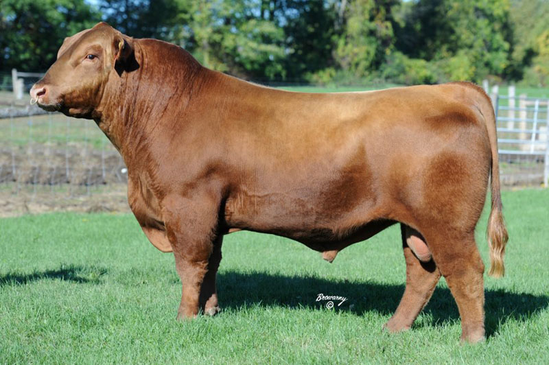 RED LAZY MC HONKY TONK 11X