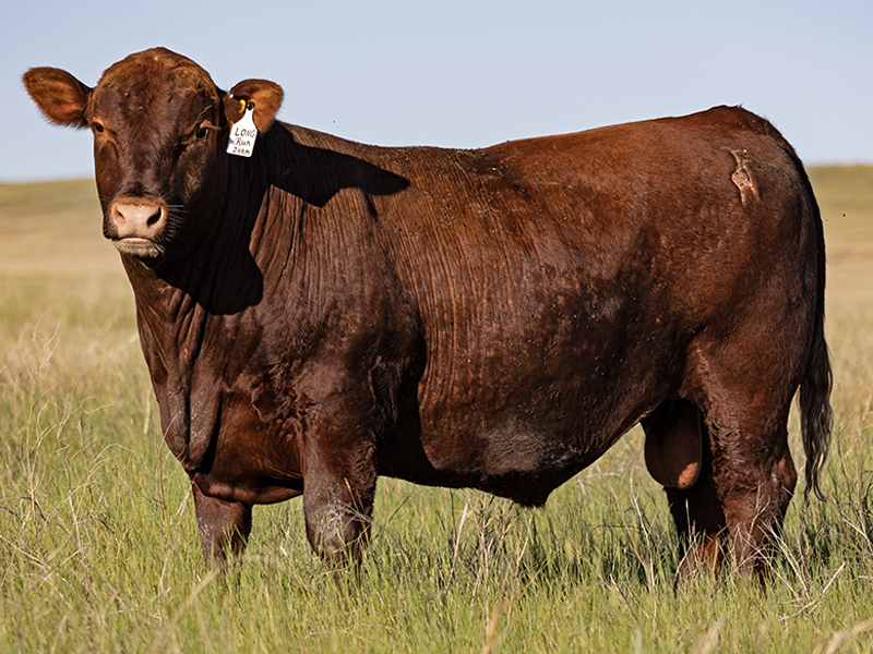 RED SIX MILE LONG RUN 248M