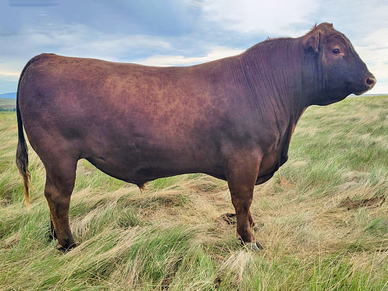 SIX MILE WRANGLER 409K